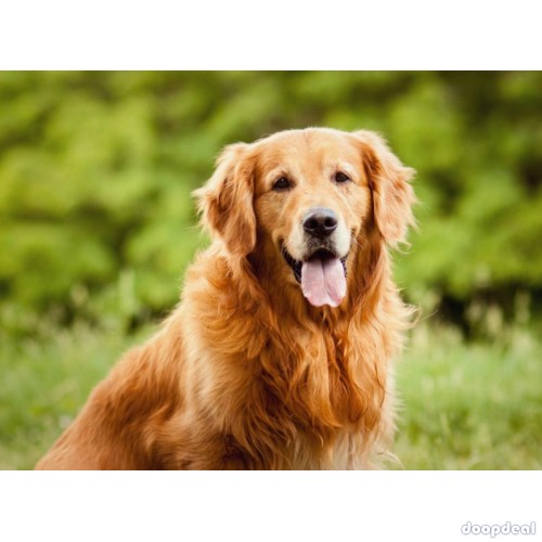 The Animal Connection