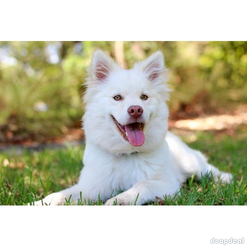 The Animal Connection