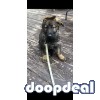 Purebred German shepherd puppies with AKC papers