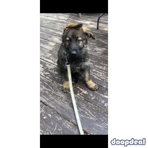 Purebred German shepherd puppies with AKC papers