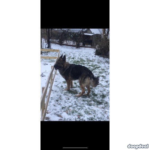 Purebred German shepherd puppies with AKC papers