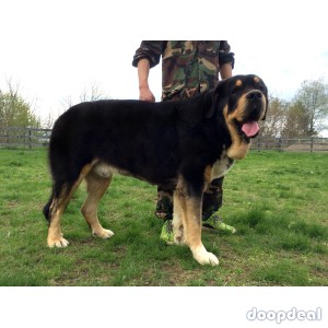 1-Year-Old Spanish Mastiff