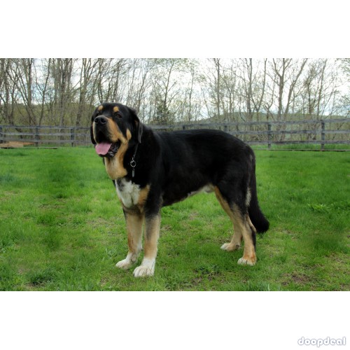 1-Year-Old Spanish Mastiff