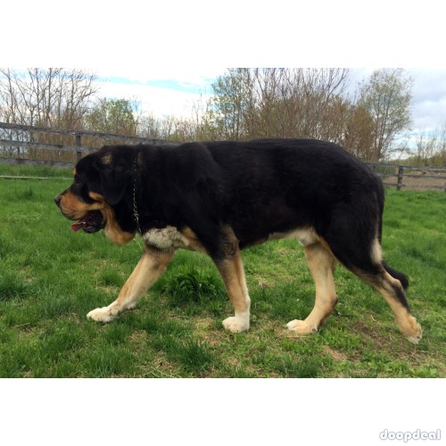 1-Year-Old Spanish Mastiff