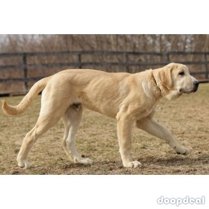 Turkish Boz Shepherd and Central Asian Shepherd Cross Breed Pups