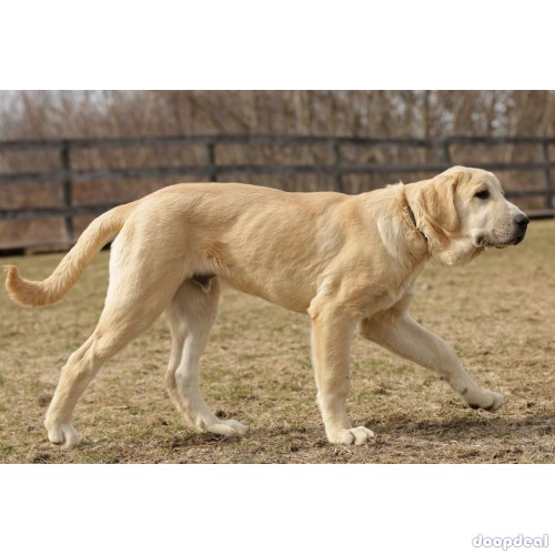 turkish boz shepherd