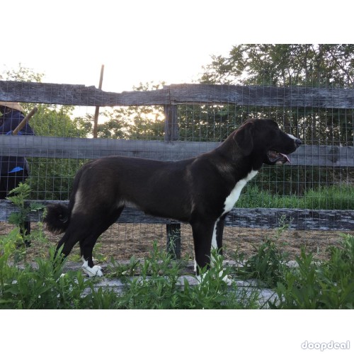 Turkish Boz Shepherd and Central Asian Shepherd Cross Breed Pups