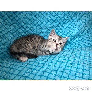 SALE!!Scottish straight kitten