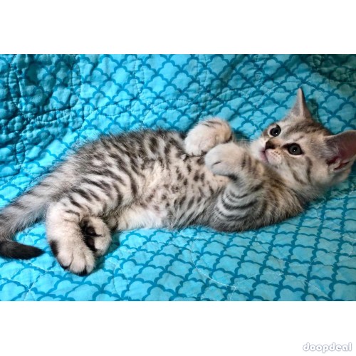 SALE!!Scottish straight kitten