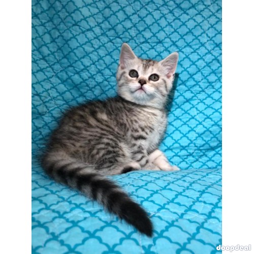 SALE!!Scottish straight kitten