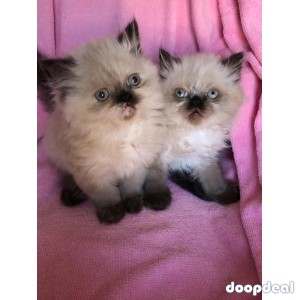 Lovely kittens