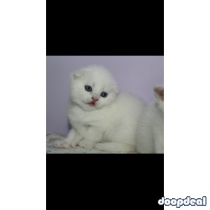Scottish fold male