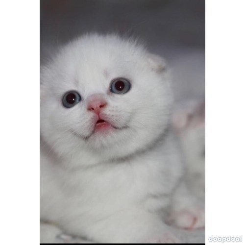 Scottish fold male