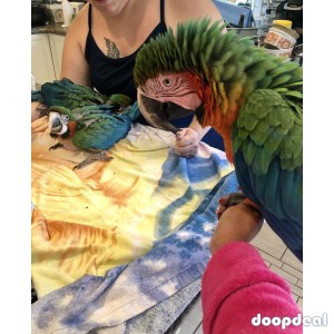 Harlequin Macaw babies