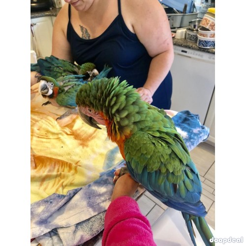 Harlequin Macaw babies