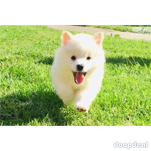 Male American Eskimo Dog