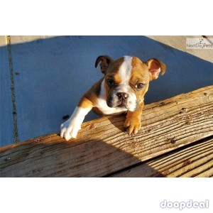 Female English Bulldog