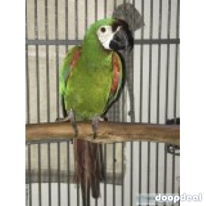 Severe Macaw Male