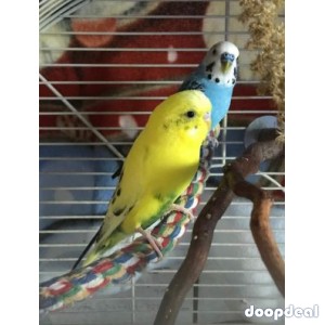 Adopt Frank and Bean a Parakeet (Other)