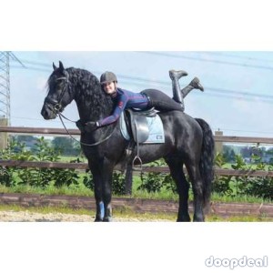 Friesian Gelding For Sale