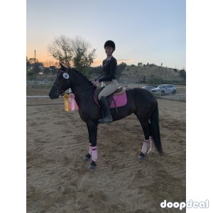 Show Jumping Black Pony MarePony Club