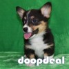 Pembroke Welsh Corgi Puppies