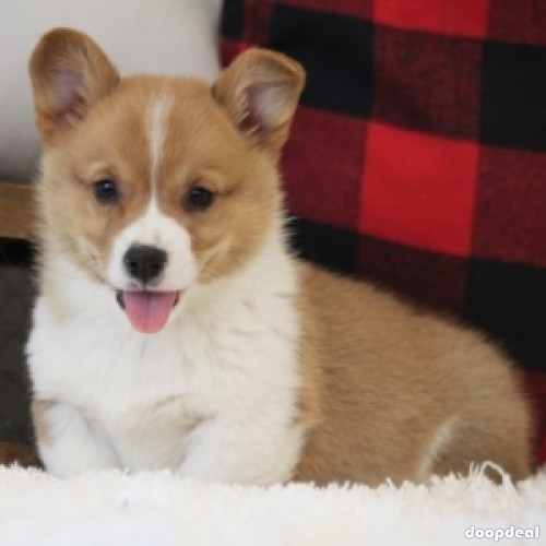 Pembroke Welsh Corgi Puppies