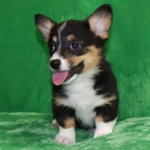 Pembroke Welsh Corgi Puppies