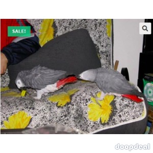 African Grey Parrot for sale