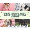 How to Purchase a Puppy During the Coronavirus Outbreak