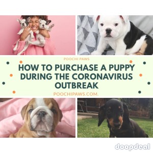 How to Purchase a Puppy During the Coronavirus Outbreak