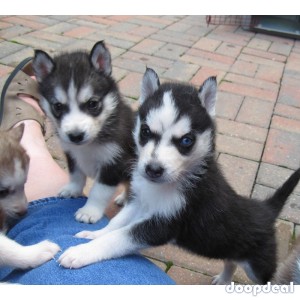 Wonderful Siberian Husky Puppies