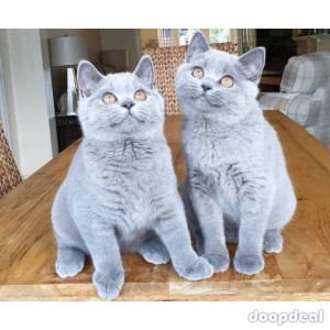british shorthair kitten