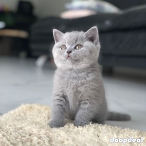 British shorthair kittens for sale near me