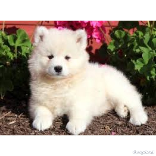 British shorthair kittens for sale near me