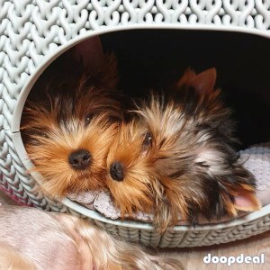 Adorable lovely yorkie puppies