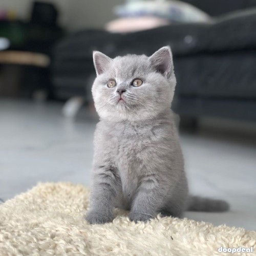 Bengal Cat For Sale