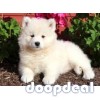 samoyed puppies for sale