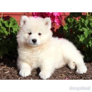 samoyed puppies for sale