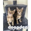 Bengal cats and Terrier Yorkshire dogs for adoption