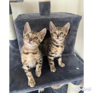 Bengal cats and Terrier Yorkshire dogs for adoption