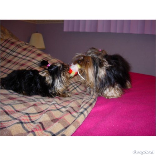 Bengal cats and Terrier Yorkshire dogs for adoption