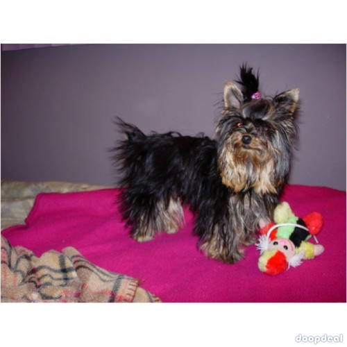 Bengal cats and Terrier Yorkshire dogs for adoption