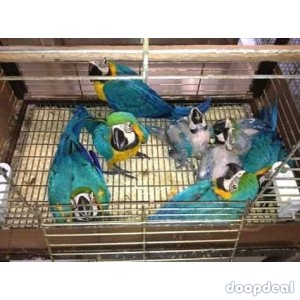parrots and parrot fertile hatching eggs