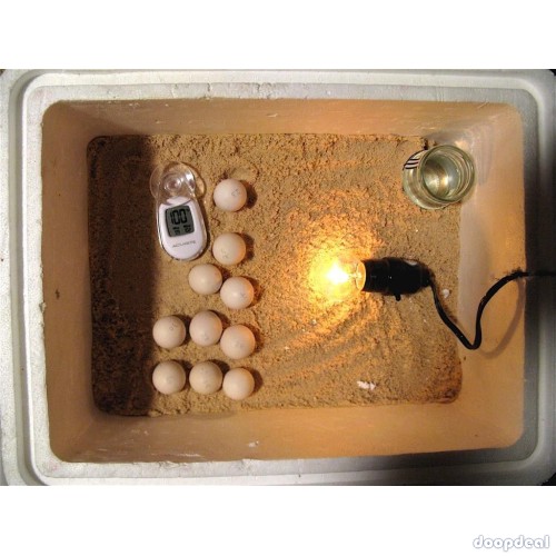 parrots and parrot fertile hatching eggs