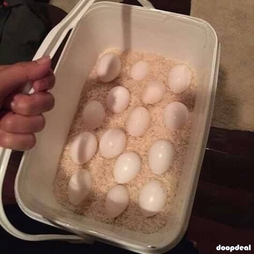 parrots and parrot fertile hatching eggs