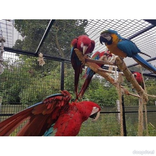 parrots and parrot fertile hatching eggs