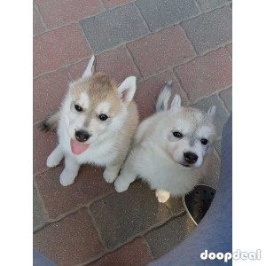 Beautiful Siberian Husky puppies for Sale