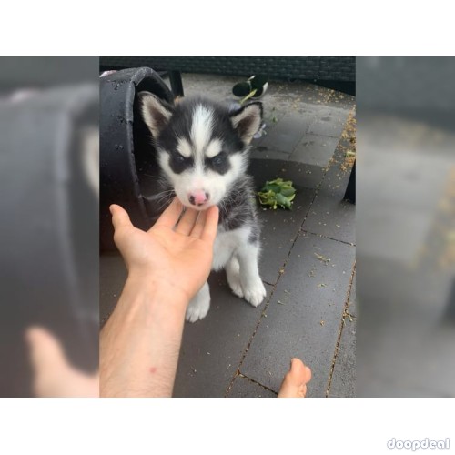 Beautiful Siberian Husky puppies for Sale