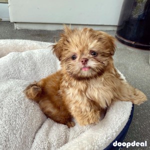 Rehoming Shih Tzu Puppy (12wks)